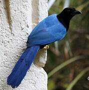 Yucatan Jay