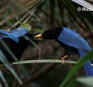 Yucatan Jay