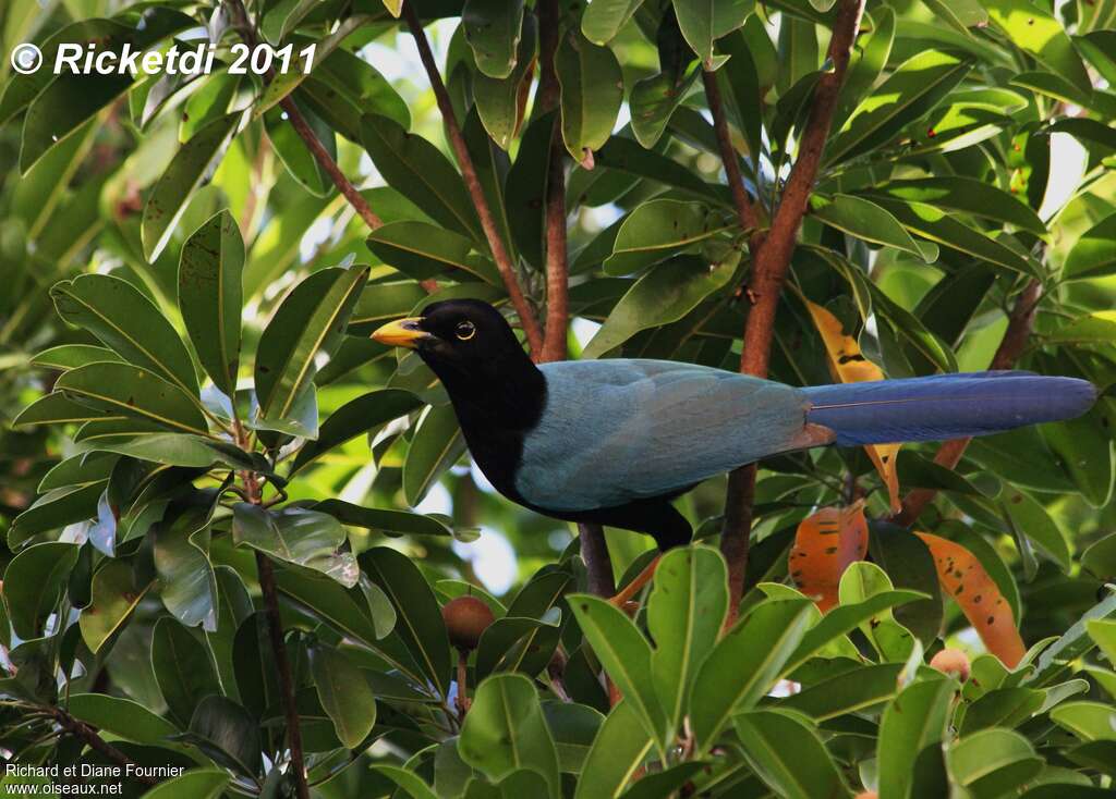 Yucatan Jayadult, Behaviour