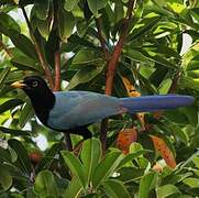 Yucatan Jay