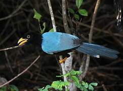 Yucatan Jay