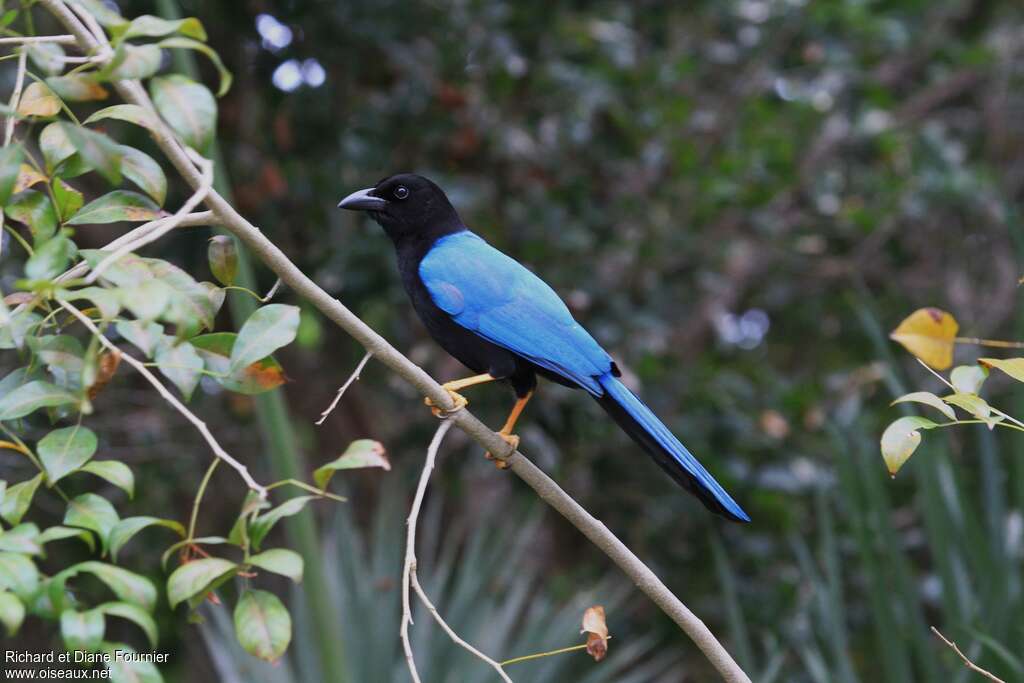 Yucatan Jayadult