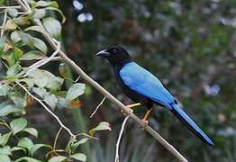 Yucatan Jay