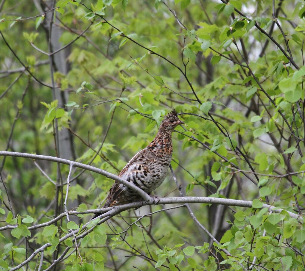 Ruffed Grouse