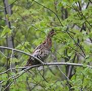 Ruffed Grouse