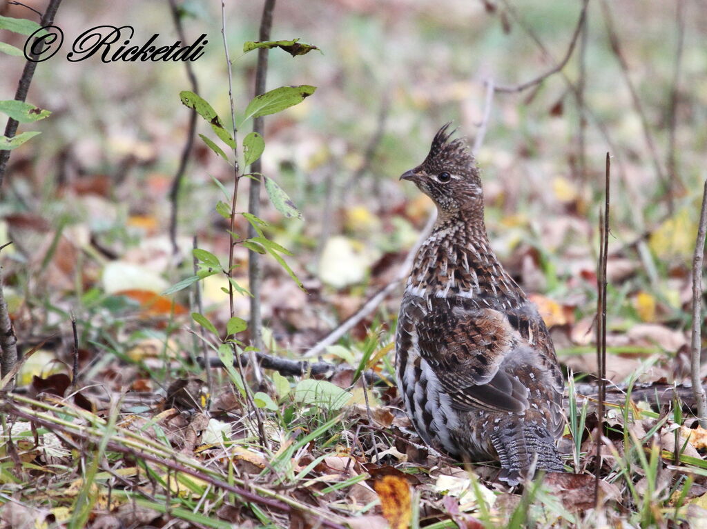 Ruffed Grouse