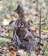 Ruffed Grouse