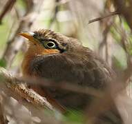 Lesser Ground Cuckoo