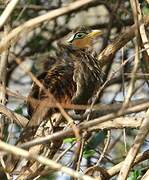 Lesser Ground Cuckoo