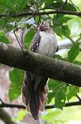 Pheasant Cuckoo