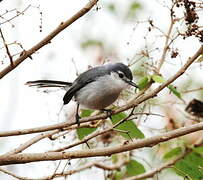 White-lored Gnatcatcher