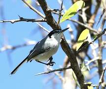 White-lored Gnatcatcher