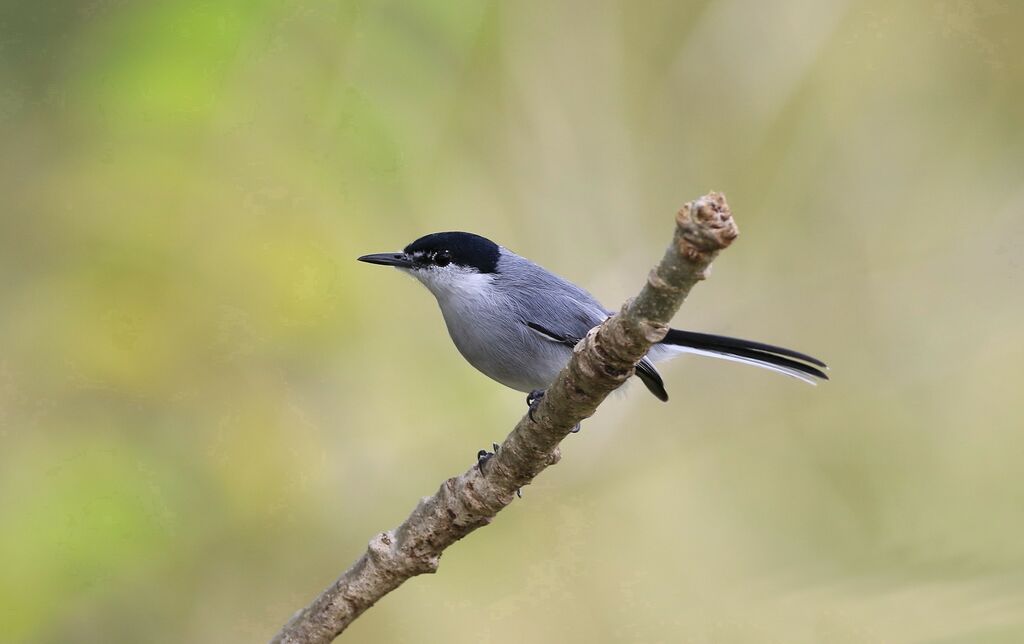White-lored Gnatcatcher