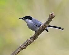 White-lored Gnatcatcher