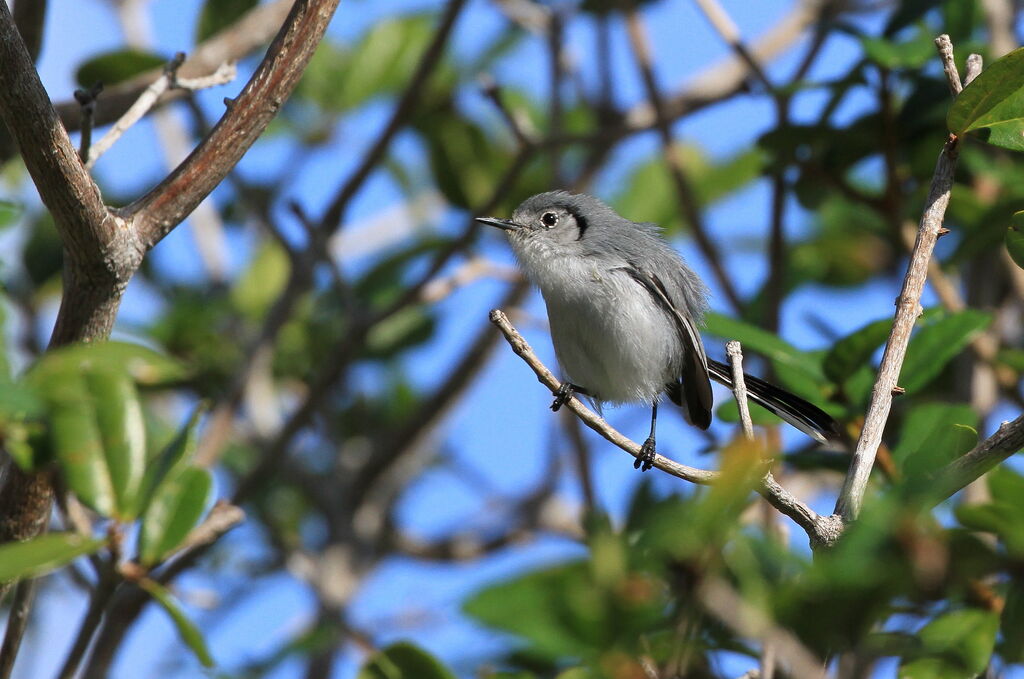 Cuban Gnatcatcher