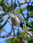 Cuban Gnatcatcher