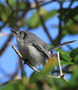 Cuban Gnatcatcher