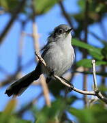 Cuban Gnatcatcher