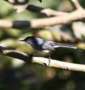 Blue-grey Gnatcatcher