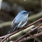 Gobemoucheron gris-bleu