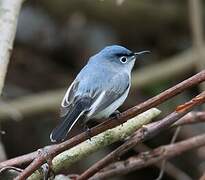 Blue-grey Gnatcatcher