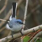Gobemoucheron gris-bleu