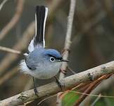 Gobemoucheron gris-bleu