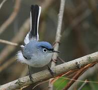 Gobemoucheron gris-bleu