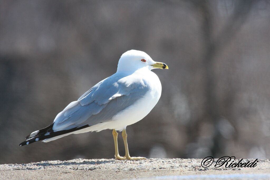 Ring-billed Gull