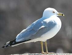 Ring-billed Gull