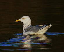 American Herring Gull