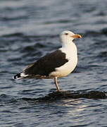 Great Black-backed Gull