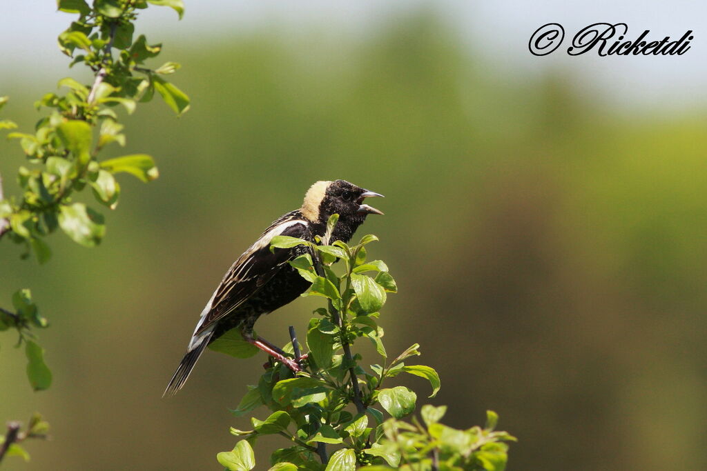 Bobolink