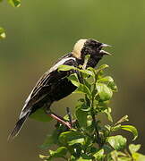 Bobolink