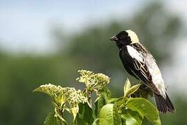 Bobolink