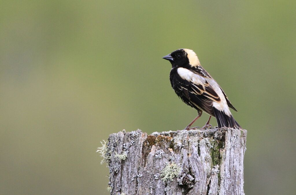 Bobolink male