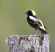 Bobolink