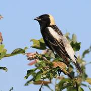 Bobolink