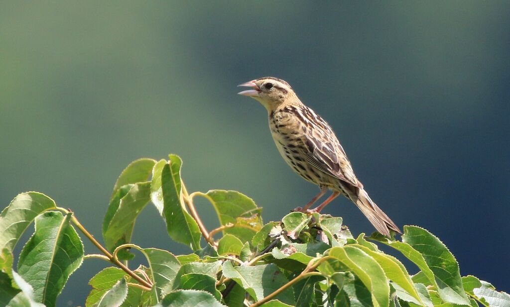 Bobolink female