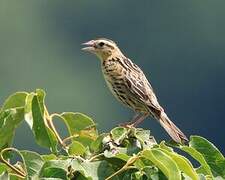 Bobolink