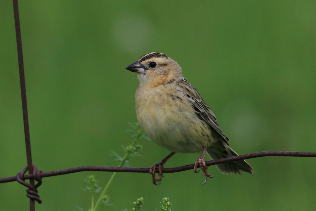 Bobolink female