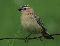 Bobolink