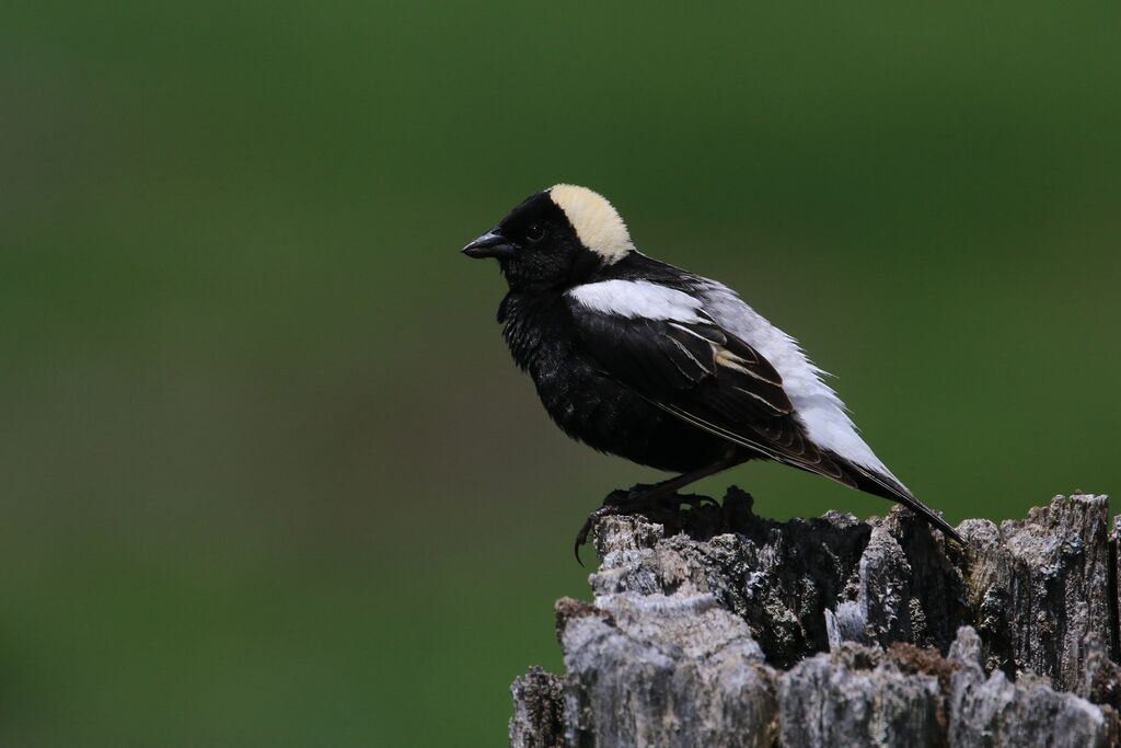 Bobolink male