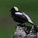 Goglu des prés