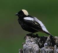 Bobolink