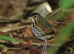 Streak-chested Antpitta