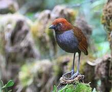 Chestnut-naped Antpitta