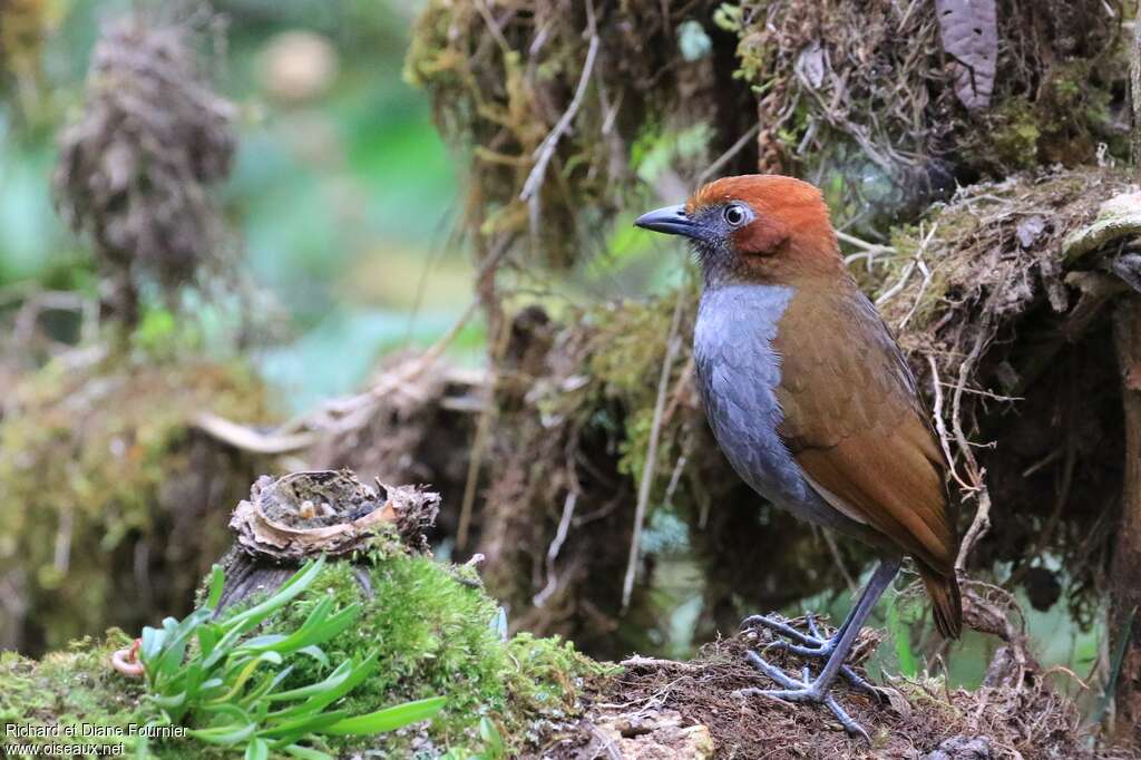 Chestnut-naped Antpittaadult, identification