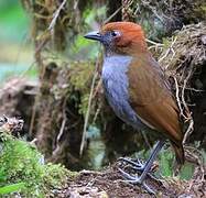 Grallaire à nuque rousse