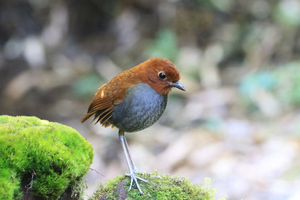 Bicolored Antpitta